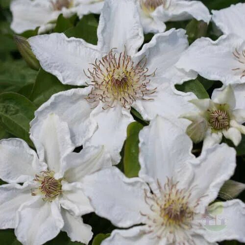 Клематис дестини фото Клематис Дестини (Clematis Destiny) купить в Москве по низкой цене из питомника,