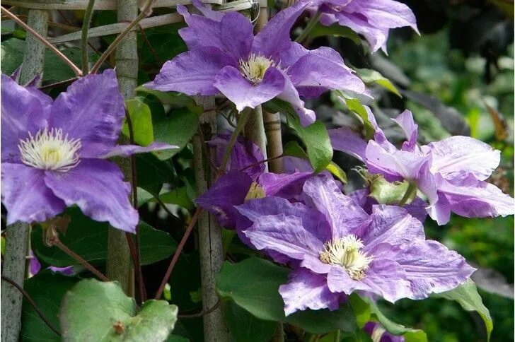 Клематис дестини фото Kingfisher Clematis, Plants, Cool plants