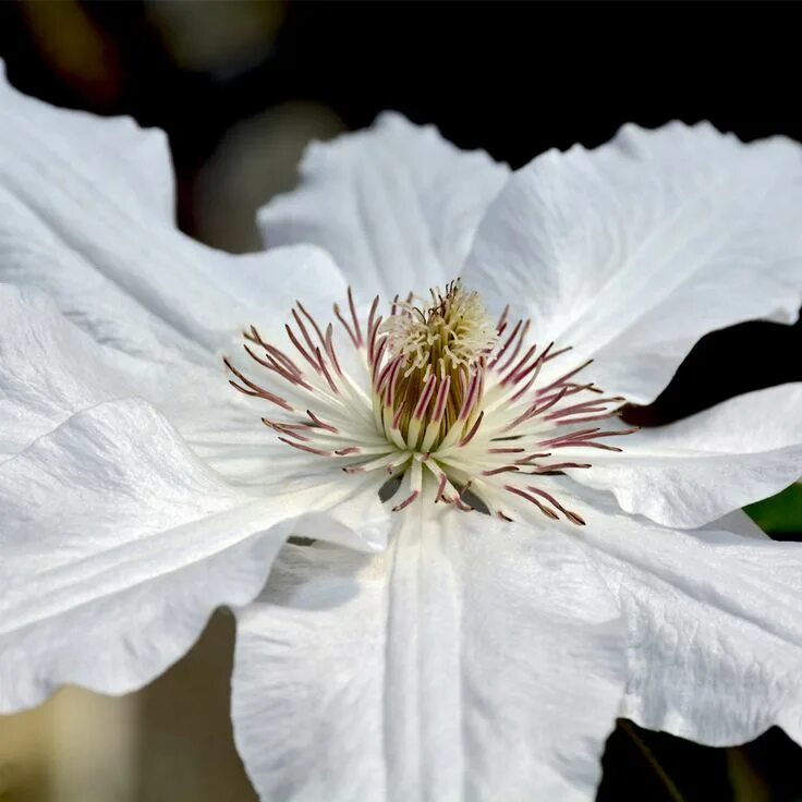 Клематис дестини фото Clematis 'Destiny' (Large Plant) - Climbing Plants - Van Meuwen White clematis, 