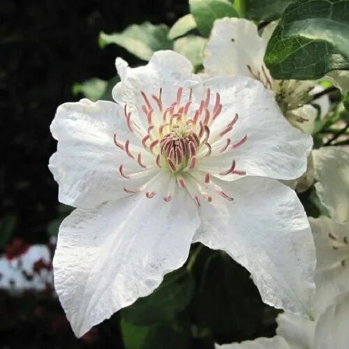 Клематис дестини фото Clematide Destiny (Clematis) in vendita online Flower garden design, Clematis, F