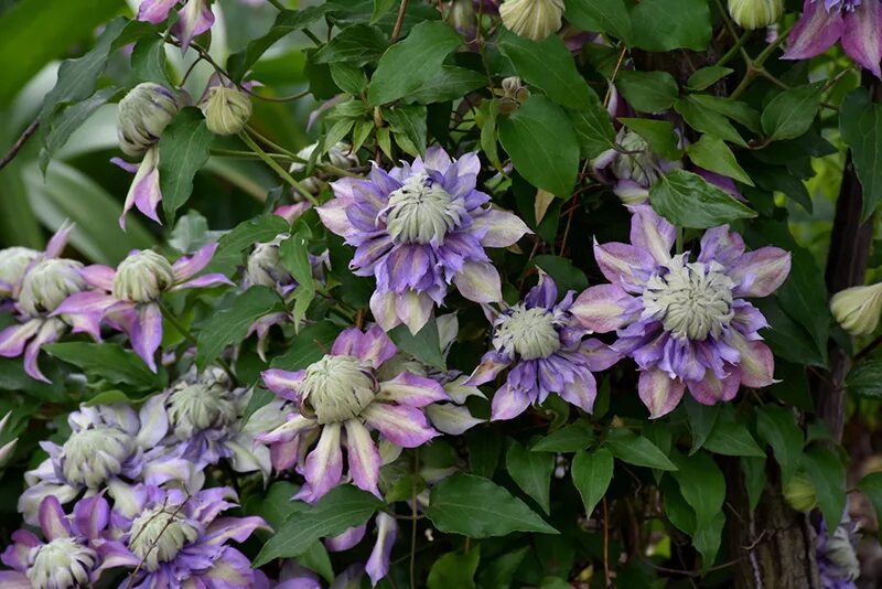 Клематис дестини фото Diamantina Clematis (Clematis 'Diamantina') in Lancaster York Harrisburg Pennsyl