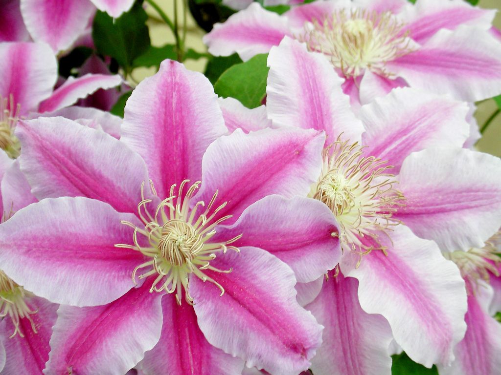 Клематис дестини фото clematis Clematis, Beautiful flowers, My flower