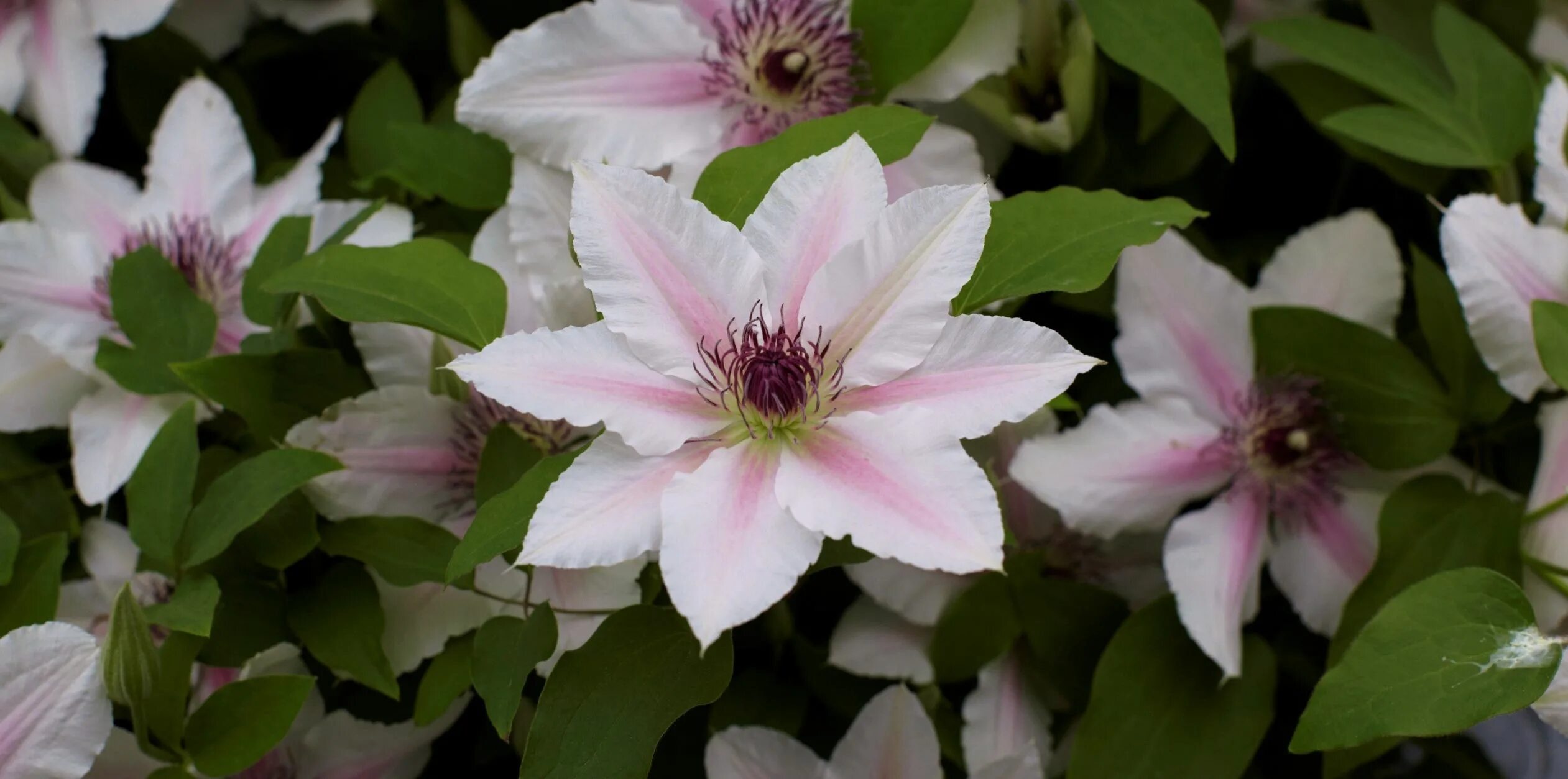 Клематис дестини фото Interview with Clematis Expert - Ray Evison Andy: No one knows more about growin