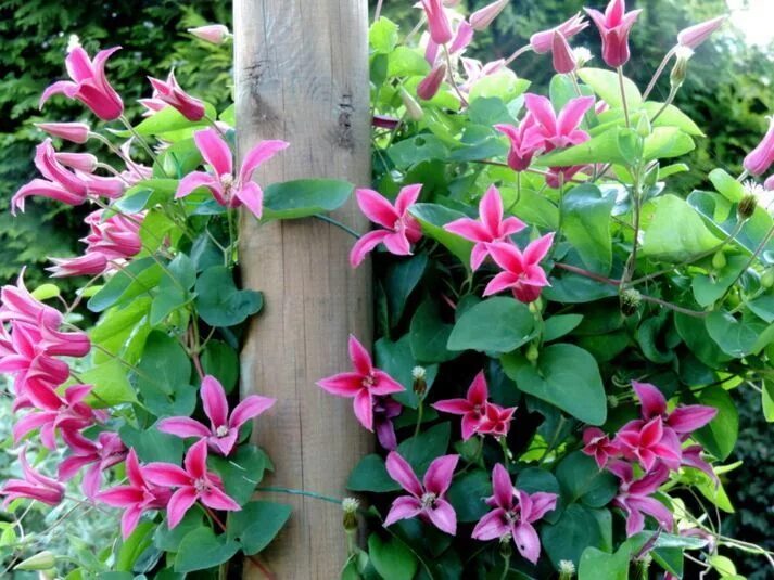 Клематис диана фото и описание отзывы Clematis princess diana #clematis #princess #diana clematis prinzessin diana clé