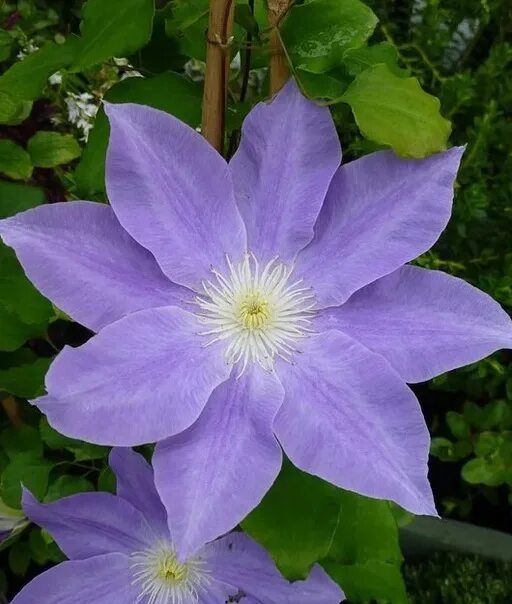 Клематис диана фото и описание отзывы Clematis Diana Diana Unpretentious winter-resistant variety of Estonian selectio