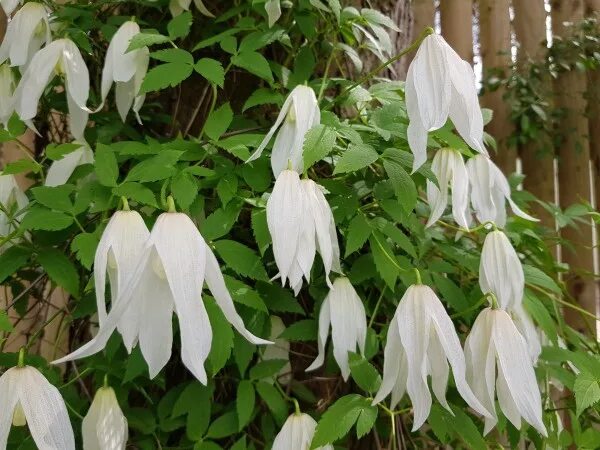 Клематис для сибири сорта фото Княжик белый, или Княжик сибирский (Clematis sibirica)