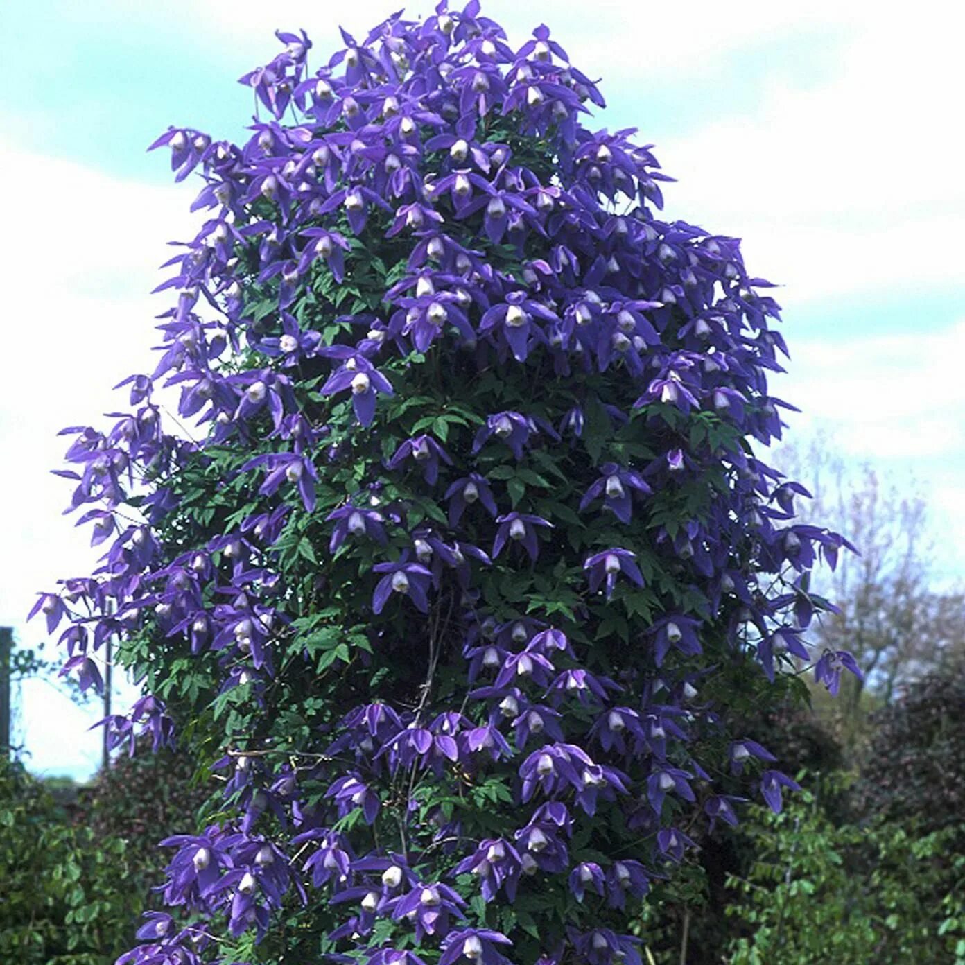Клематис для сибири сорта фото Купить Клематис Frankie - Клематис - GardenPlants