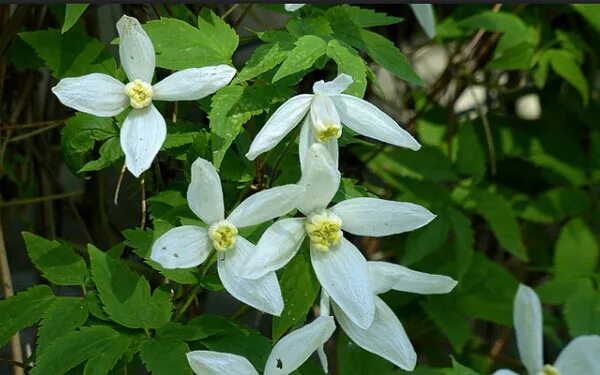 Клематис для сибири сорта фото Княжик или клематис сибирский (Clematis sibirica, Atragene sibirica) - описание,