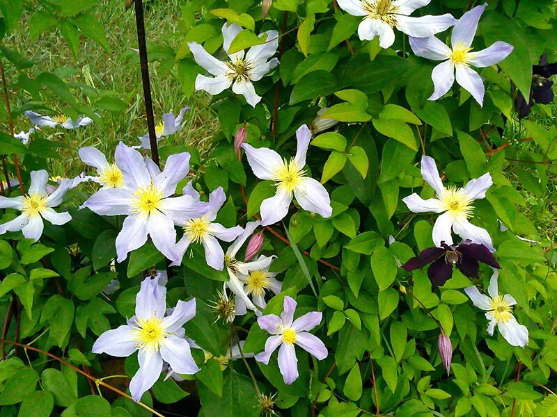 Клематис для сибири сорта фото Clematis Varietal Ботанический сад Уфы