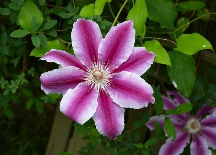 Клематис для сибири сорта фото Clematis, trepadora resistente a la sequía