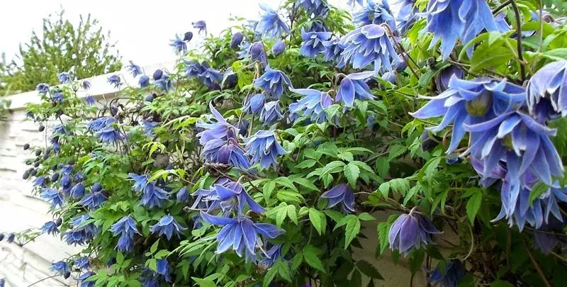Клематис для сибири сорта фото Княжик Plants, Garden, Blog posts