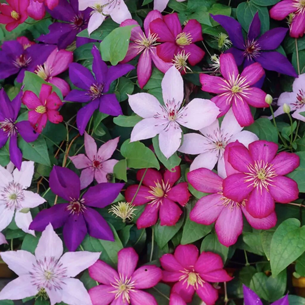 Клематис для сибири сорта фото Ofertă Clematis Sweet Garden