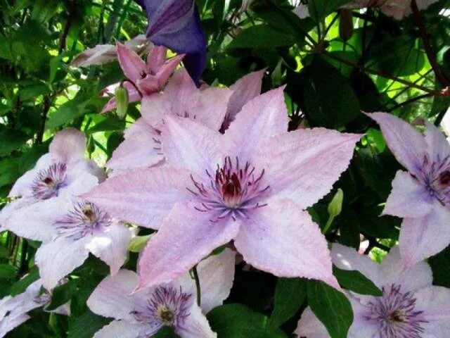 Клематис для сибири сорта фото Clematis 3 pruning groups: varieties for the Urals, Siberia - Healthy Food Near 