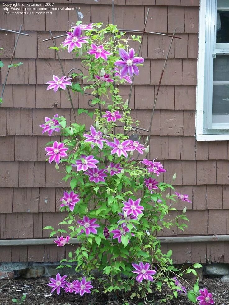 Клематис доктор руппель фото и описание Piilu' oder dr. ruppel Clematis, Trees to plant, Big blooms