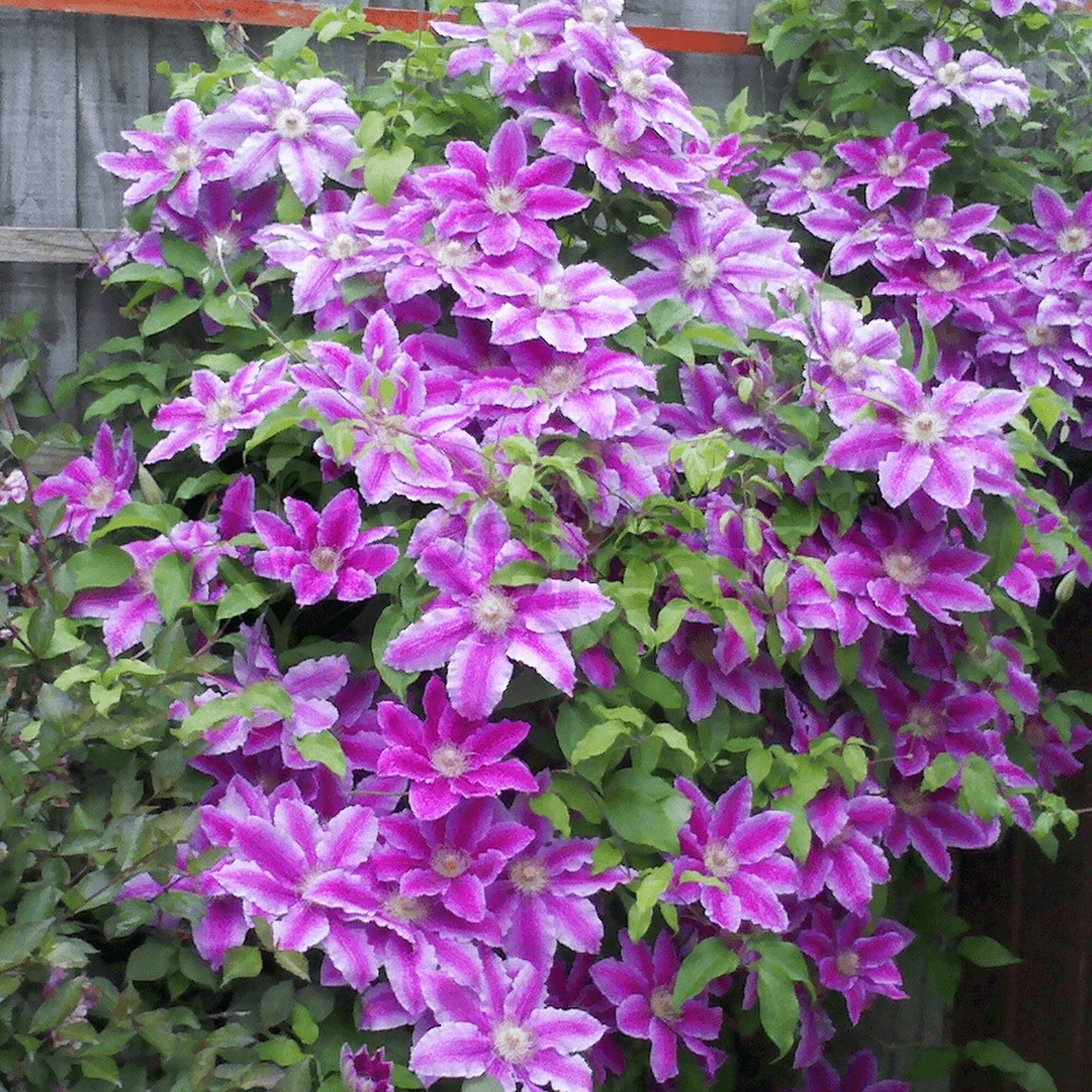Клематис доктор руппель фото и описание Arbust ornamental cu flori, clematita, Clematis Doctor Ruppel, roz, Yurta
