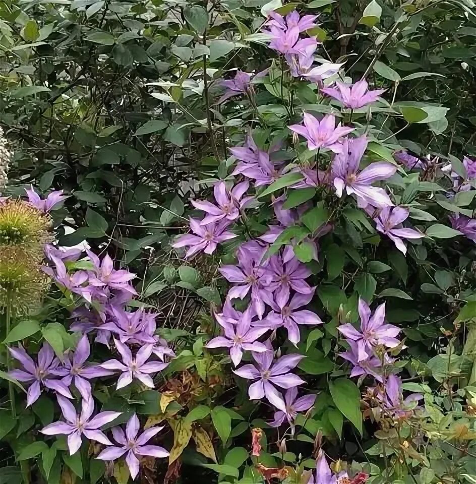 Клематис дороти толвер фото Clematis 'Dorothy Walton' Clematis, Clematis trellis, Dorothy