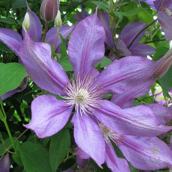 Клематис дороти валтон фото и описание Клематис Багатель / Дороти Уолтон (Clematis Bagatelle / Dorothy Walton) купить в