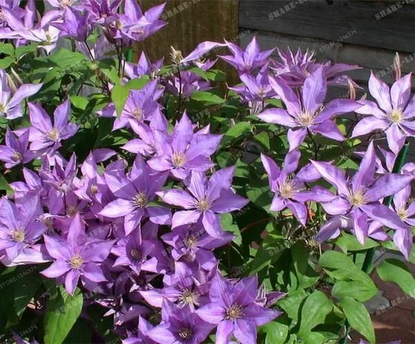 Клематис дороти валтон фото и описание 100pcs/bag Clematis seeds flower clematis vines bonsai flower seeds perennial fl