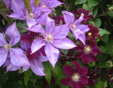 Клематис дороти валтон фото и описание Clematis Dorothy Walton and Warszawska Nike Clematis, Plants, Garden