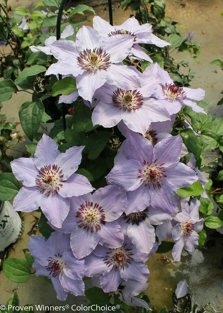 Клематис древовидный фото и описание Still Waters ™ - Clematis x Clematis, Clematis varieties, Garden vines