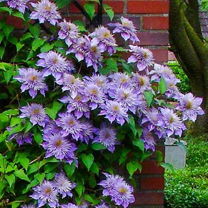 Клематис древовидный фото и описание Clematis 'Crystal Fountain' Hardy Deciduous Flowering Climber Plant (20-30cm (In