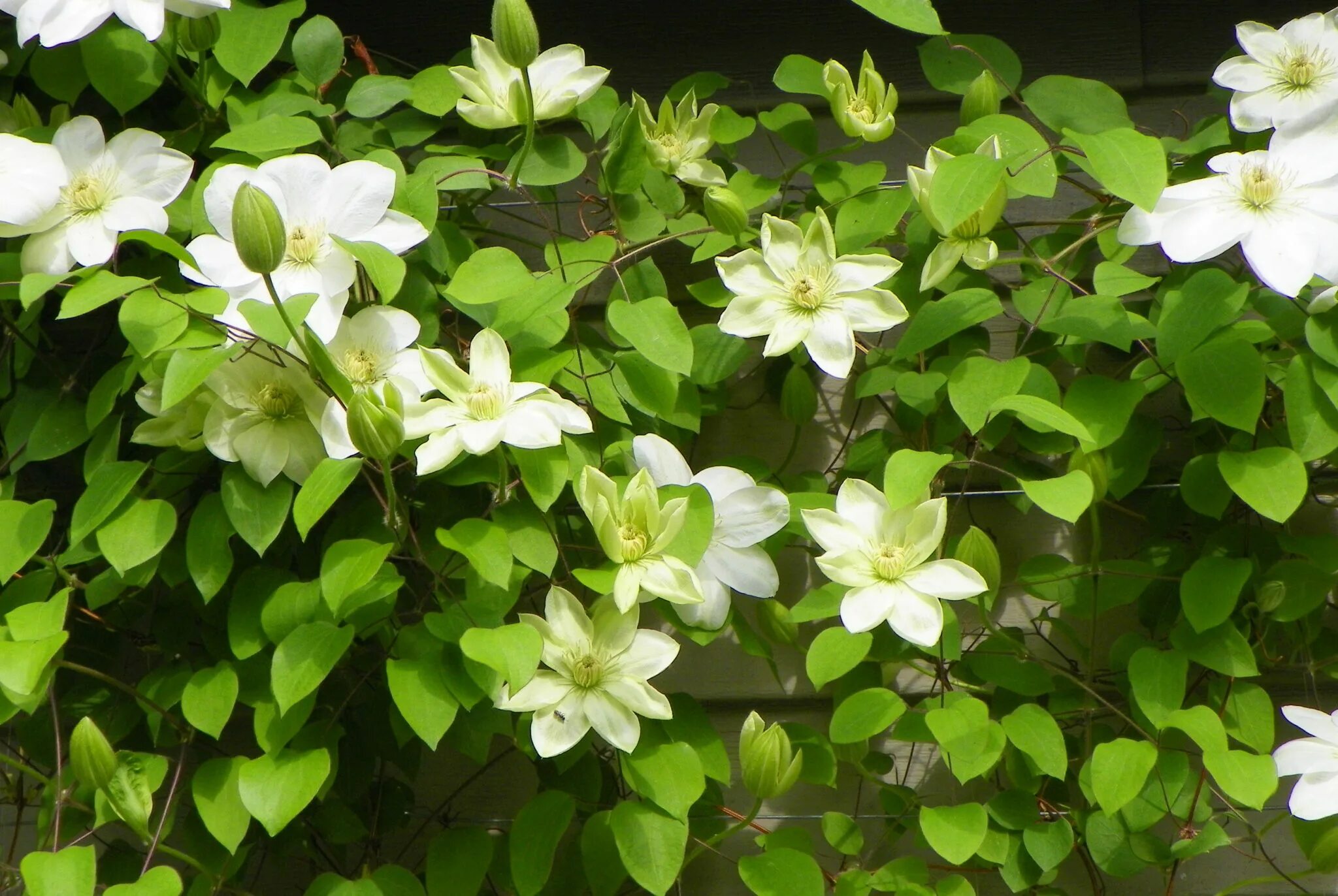 Клематис джернси крим фото и описание Clematis Guernsey Cream - Caragh Nurseries