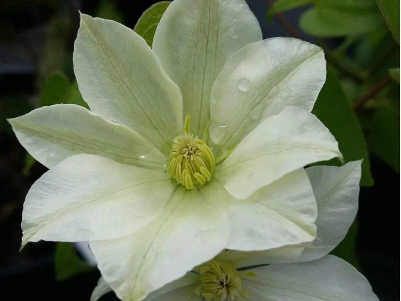 Клематис джернси крим фото и описание CLEMATIS POWOJNIK GUERNSEY CREAM KRZEWY I SADZONKI