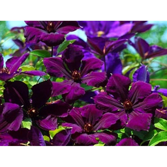 Клематис джипси куин фото Клематис (Clematis Gipsy Queen P7) купить за 653.00 р. в садовом центре Каширски