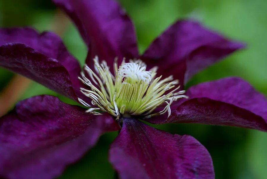 Клематис джипси куин фото Купить Клематис Джипси Квин ( Clematis 'Gipsy Queen') в Белгороде. Sortoman Инте