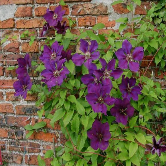 Клематис джипси куин фото Клематис Джипси Куин (Clematis Gipsy Queen) купить в Москве по низкой цене из пи