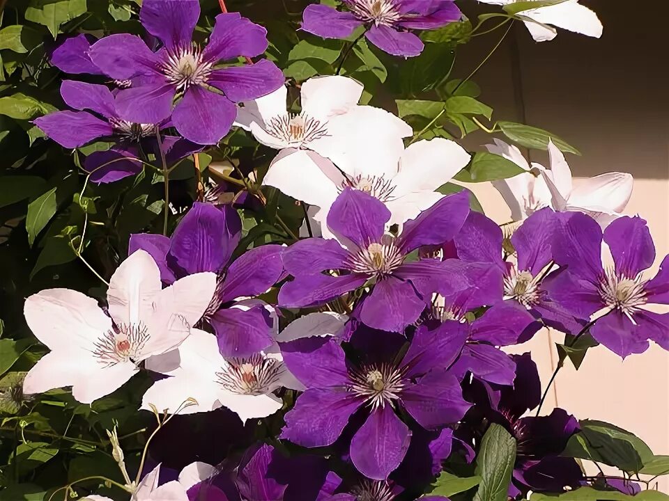 Клематис джипси куин фото Clematis Gallery 71 - International Clematis Society