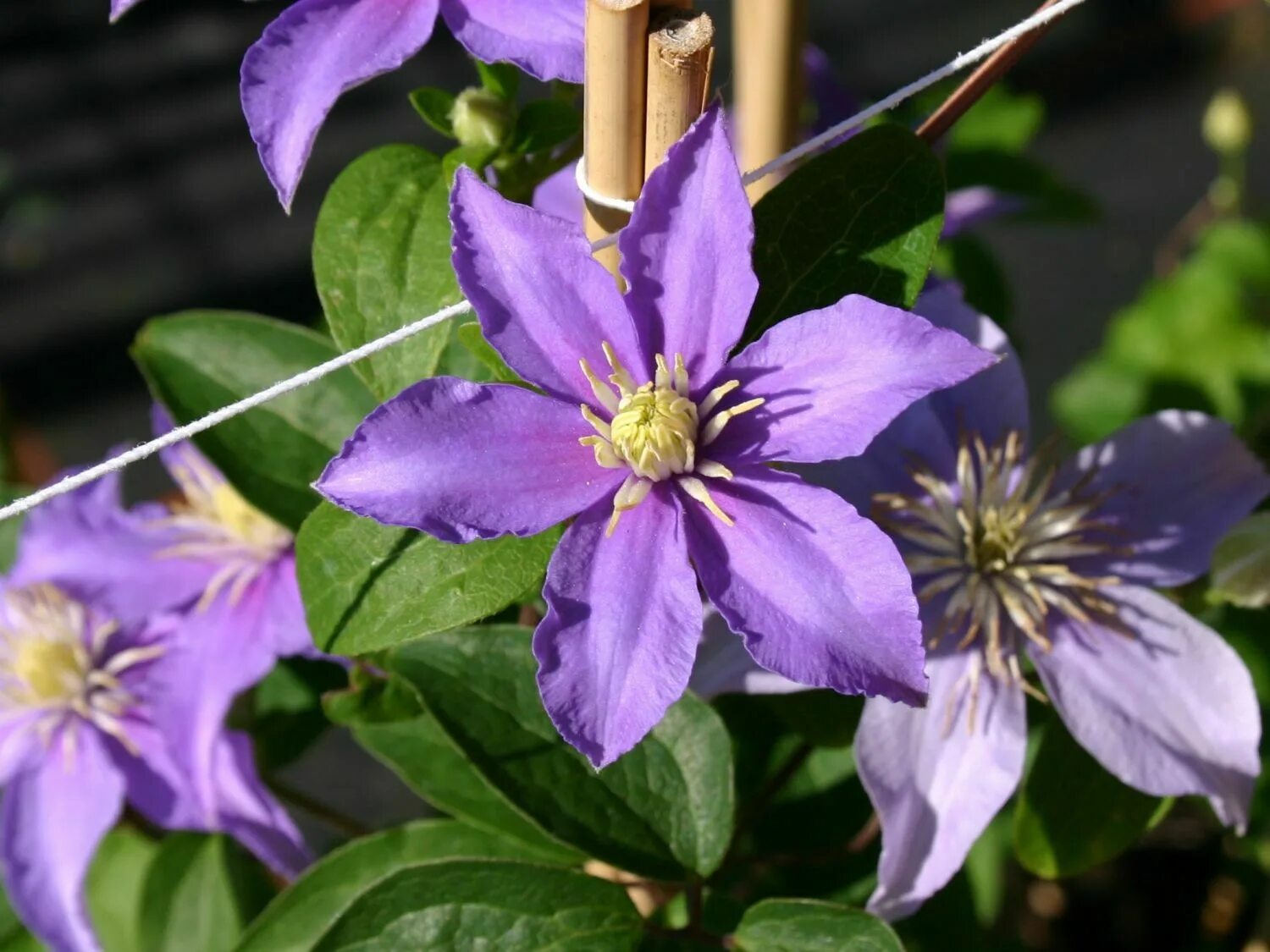 Клематис джуста фото Клематис Джуста (Clematis Justa)