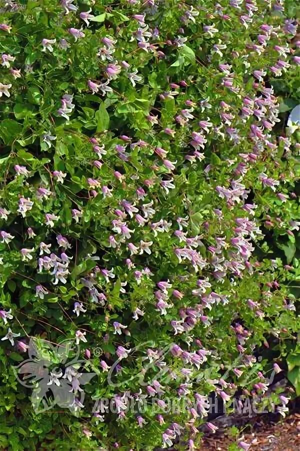 Клематис эльф фото Clematis 'Elf' Clematis, Small gardens, Garden plants