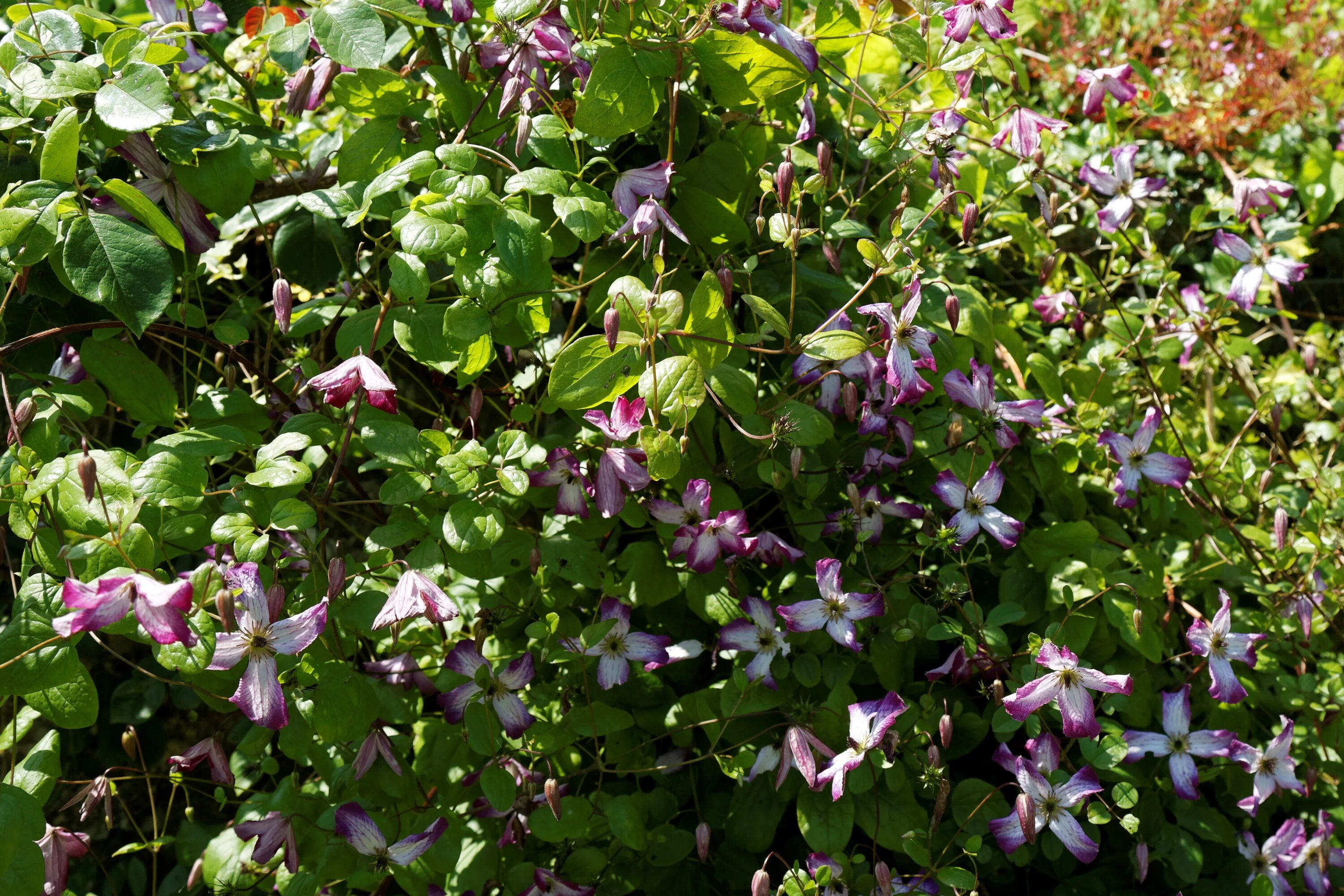 Клематис эльф фото File:'Clematis viticella' Minuet in Walled Garden of Parham House West Sussex En