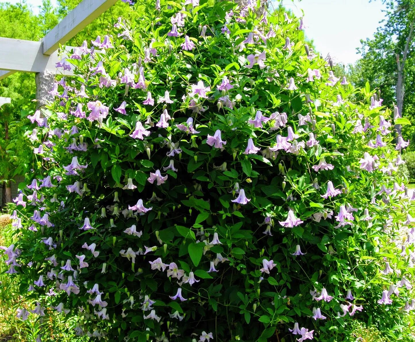 Клематис эльф фото Blooming Clematis at My Farm - The Martha Stewart Blog