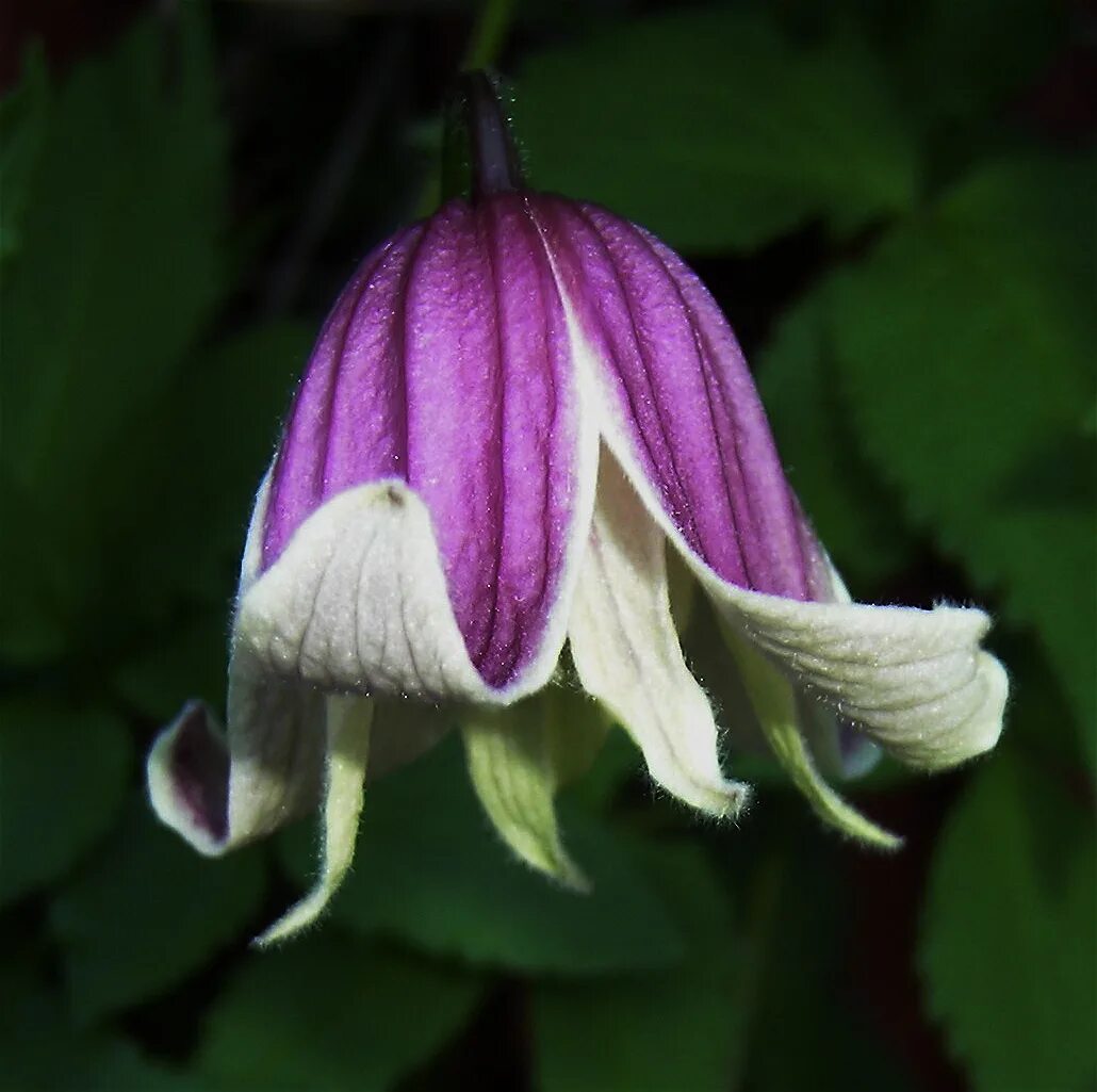 Клематис эльф фото и описание отзывы File:Clematis 'Propertius'.jpg - Wikimedia Commons