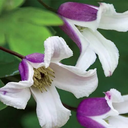 Клематис эльф фото и описание отзывы Elf clematis blooms all summer (Spring Hill) Clematis vine, Clematis, Garden vin