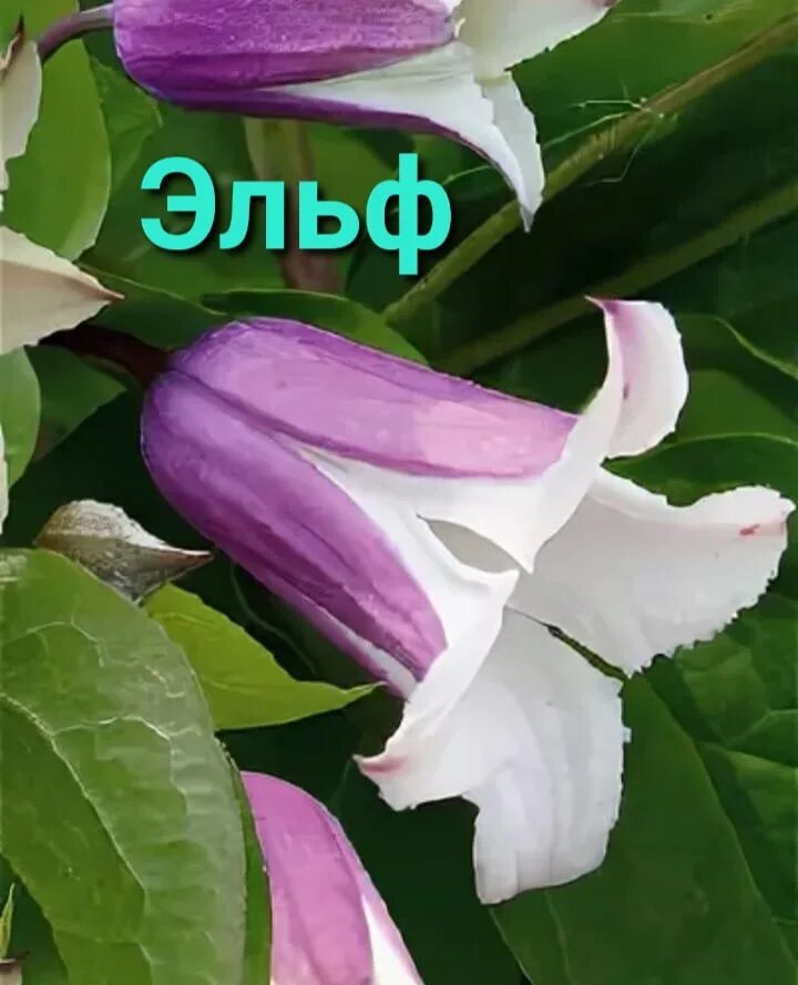 Клематис эльф фото и описание отзывы Эльф Группа: Витицелла Назначение: применяется для вертикального озеленения арок