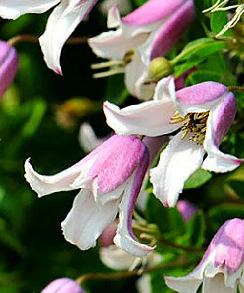 Клематис эльф фото и описание отзывы Клематис Эльф (Clematis Elf QE) Коллекция Княжики Колокольчик - Саженцы в Орле