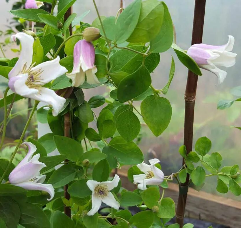 Клематис эльф фото и описание отзывы Clematis Elf White Clematis Plant for Shade
