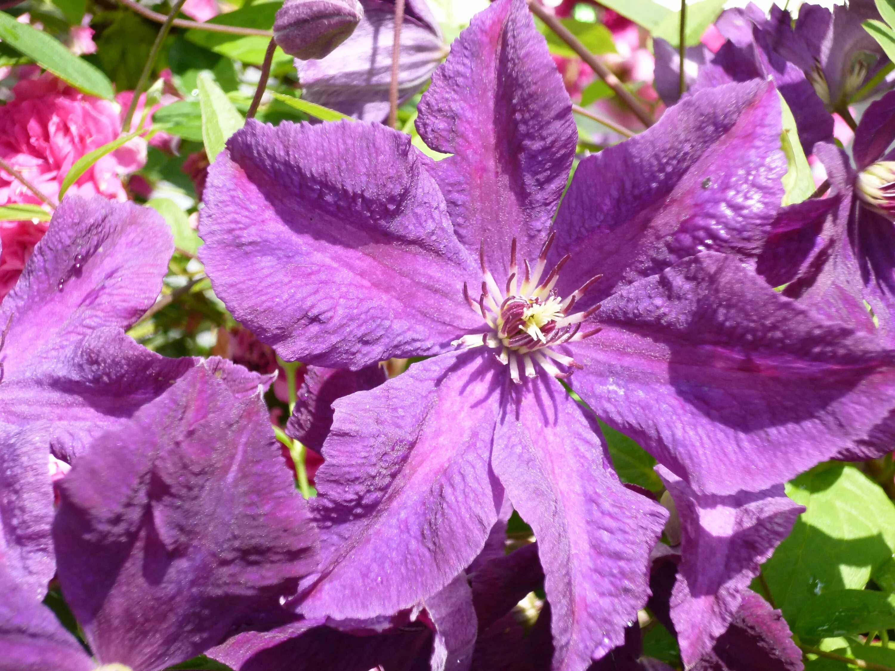 Клематис этуаль виолетт фото Clematis Étoile Violette