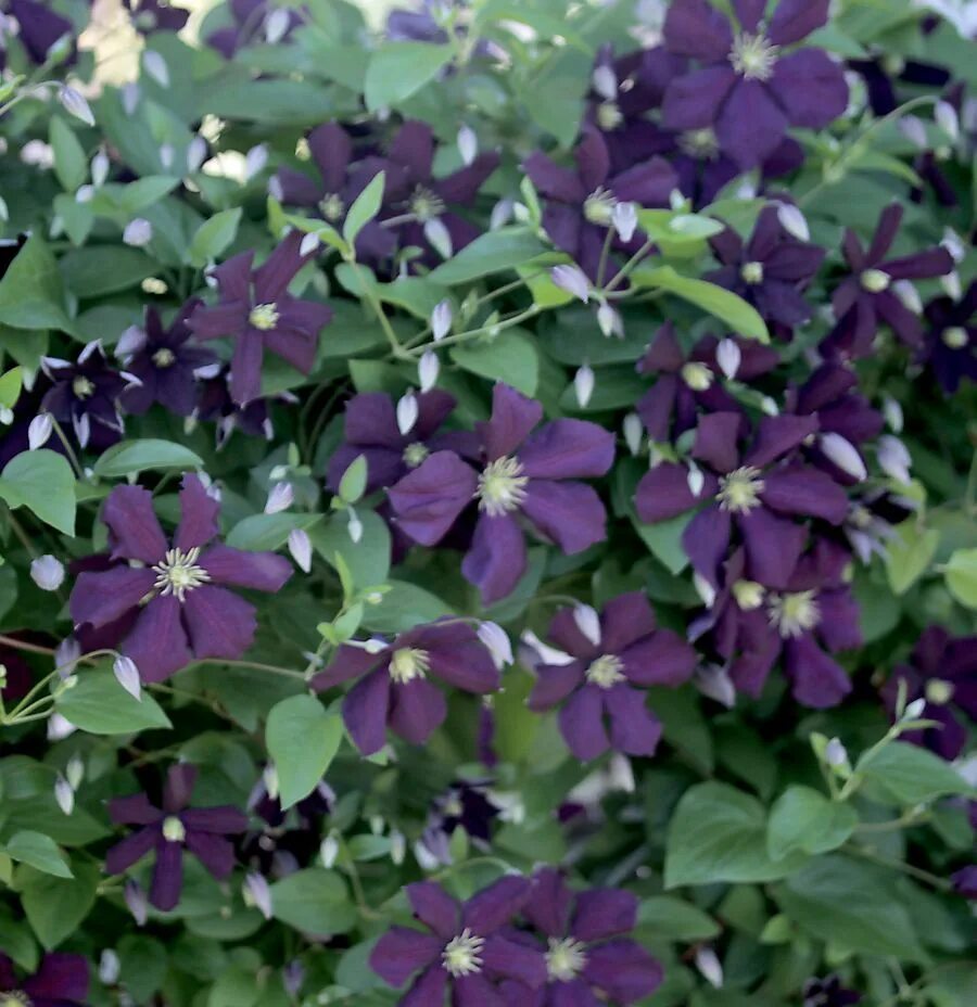 Клематис этуаль виолетт фото Clematis viticella 'Etoile Violette' Clematis, Clematis vine, Garden vines