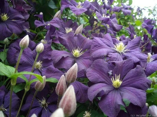 Клематис этуаль виолетт фото Клематис Etoile Violette (Этуаль Виолетт) - Зеленый сад