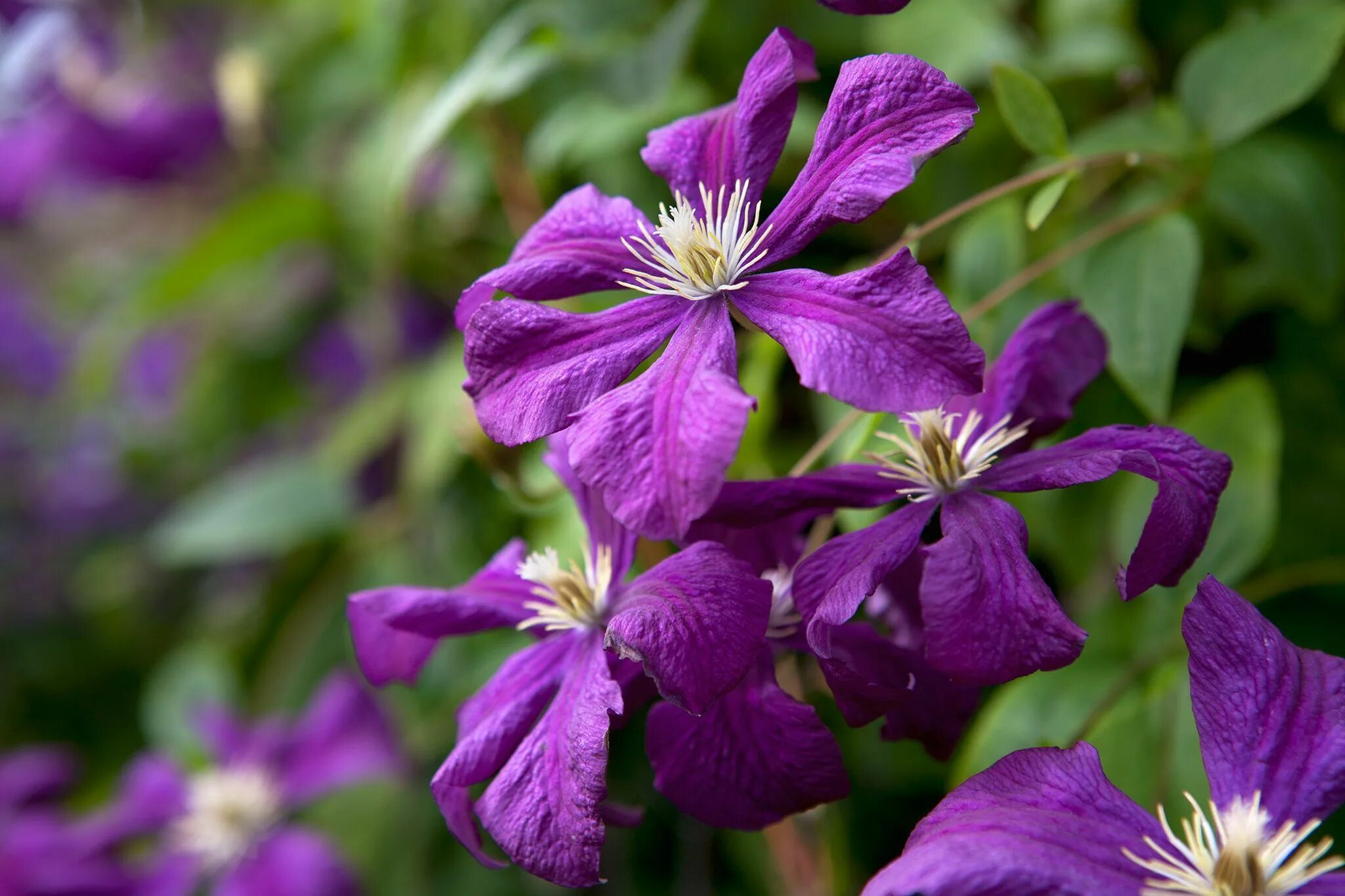 Клематис этуаль виолетт фото Pin on gardening