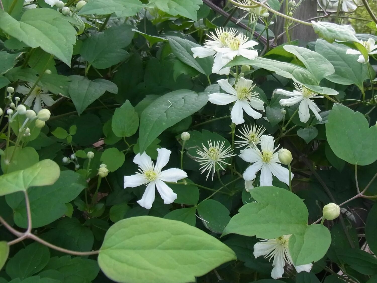 Клематис фаргеза фото Clematis 'Summer Snow' / 'Paul Farges' - Clematis fargesioides 'Summer Snow' / '