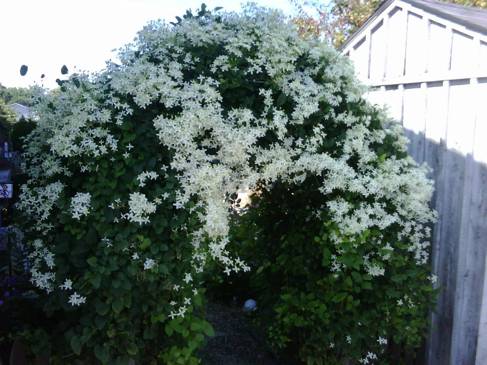 Клематис фаргеза фото Sweet Autumn Clematis Vine - Clematis paniculata - Fragrant - 2.5" Pot - Walmart