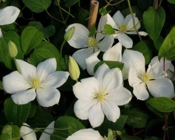 Клематис фата невесты фото The Bride Clematis, Flowers, Garden wall