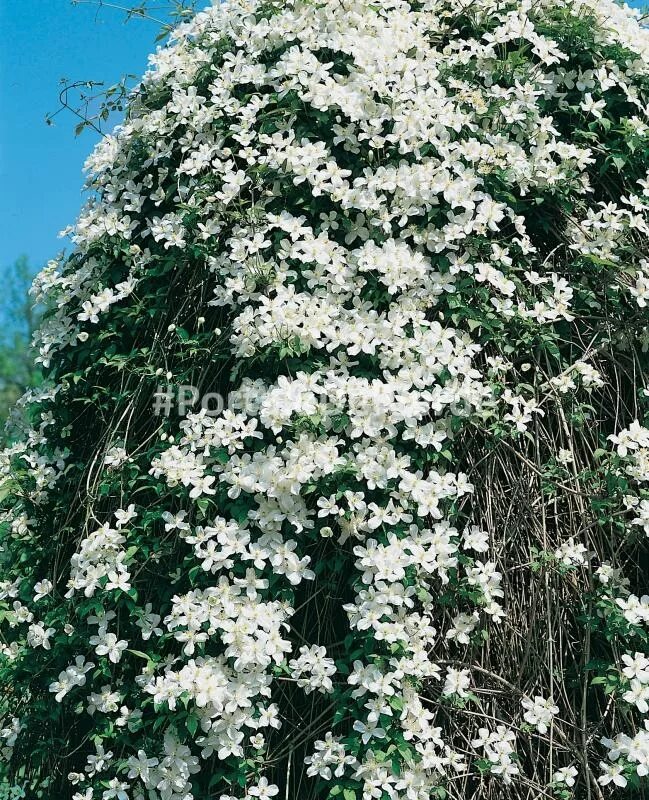 Клематис фата невесты фото Clematis MONTANA 'Grandiflora'