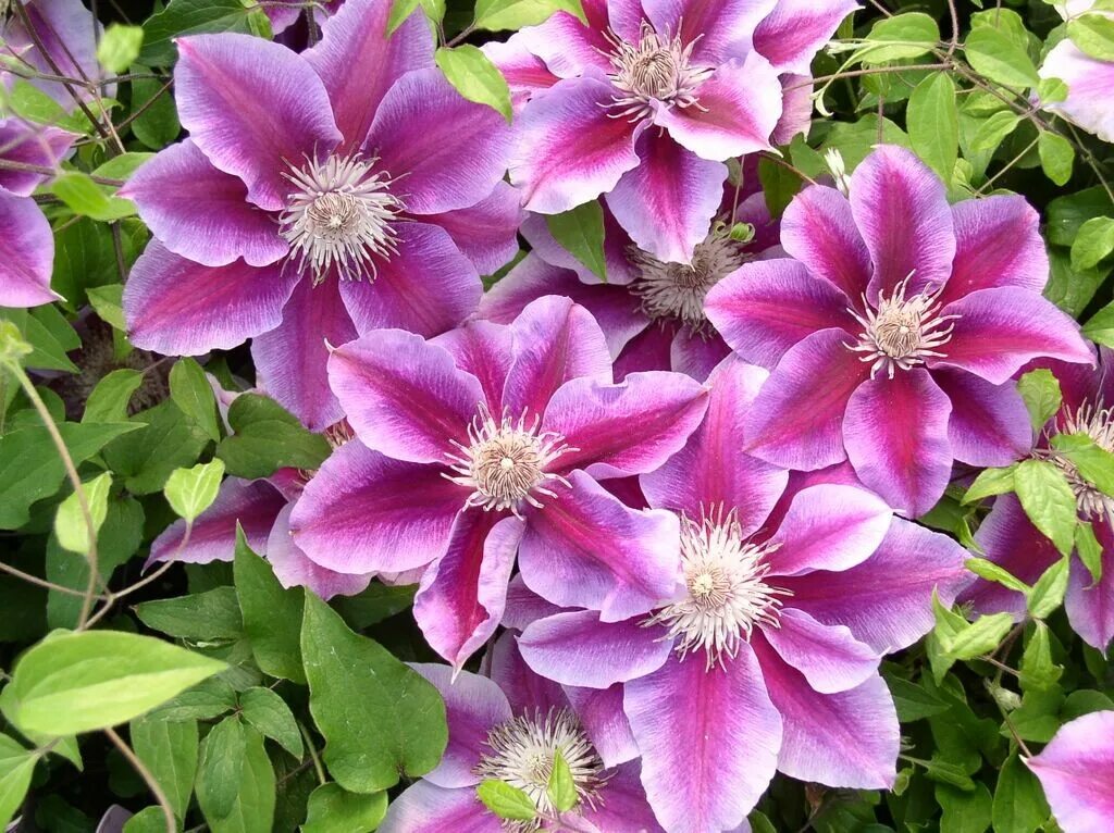 Клематис фэнтези фото Kilian Donahue - Clematis Vines - Donahue's Greenhouse