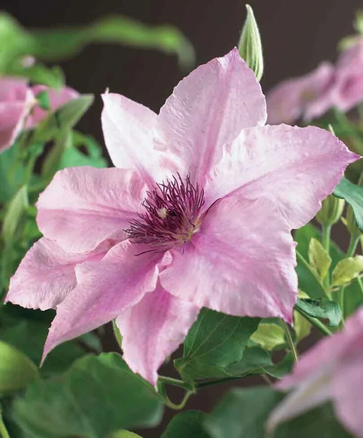 Клематис фэнтези фото Clematis 'Margaret Hunt ' Tuinplanten, Clematis, Bloemkleuren